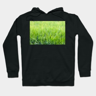 Wheat field. Oil paint effect. Hoodie